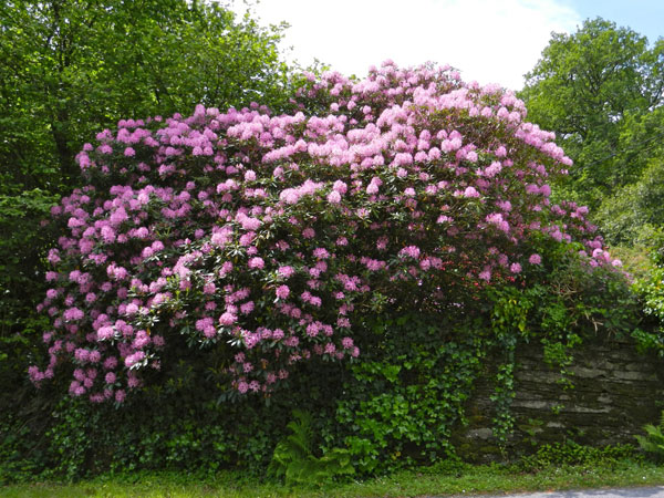 Guest-house-Rhododendrons-in-garden
